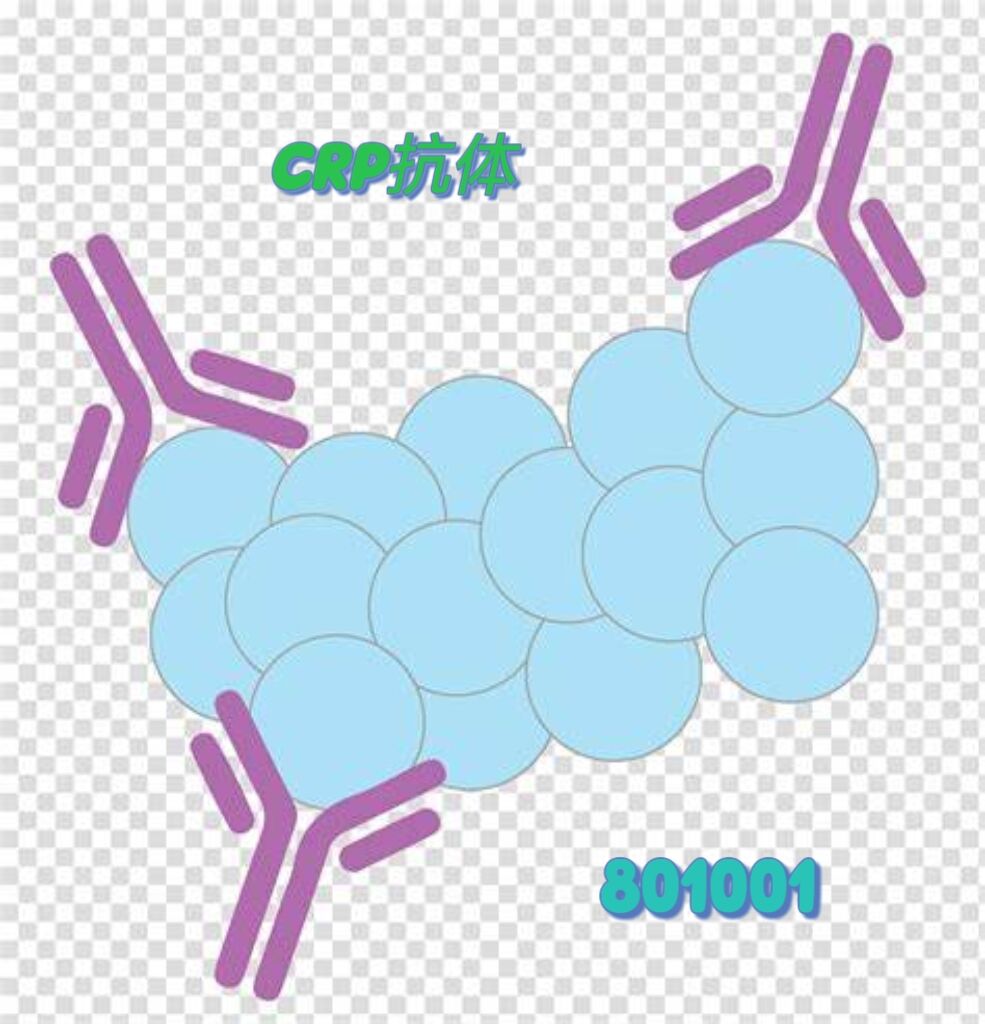 鼠抗人CRP抗体