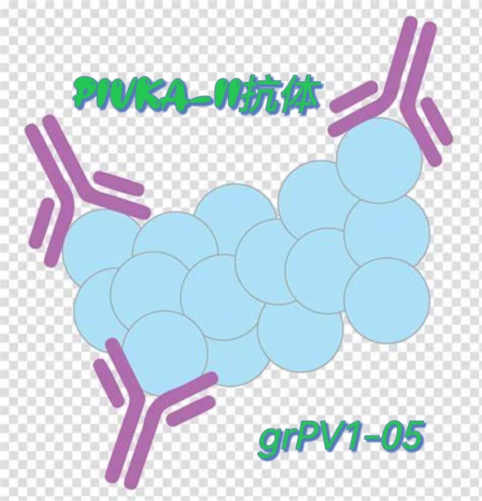 鼠抗人PIVKA II抗体